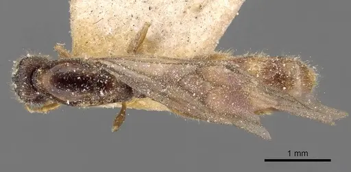 Carebara lamellifrons specimen