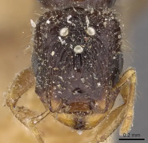Carebara lamellifrons specimen