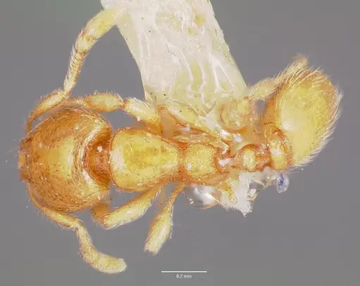 Carebara langi specimen