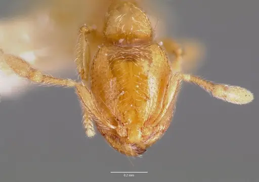 Carebara langi specimen