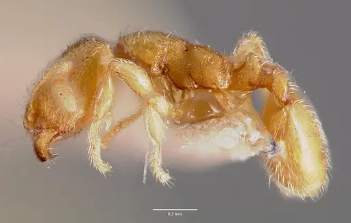 Carebara langi specimen