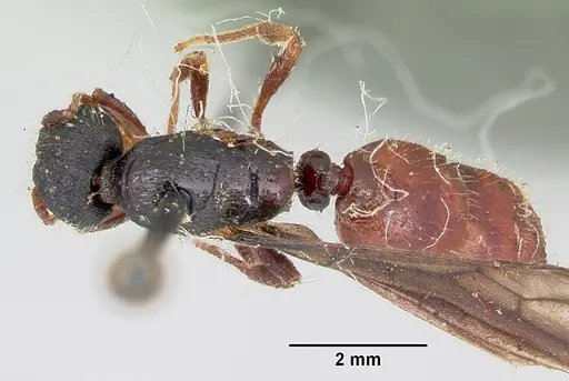 Carebara langi - CASENT0103521