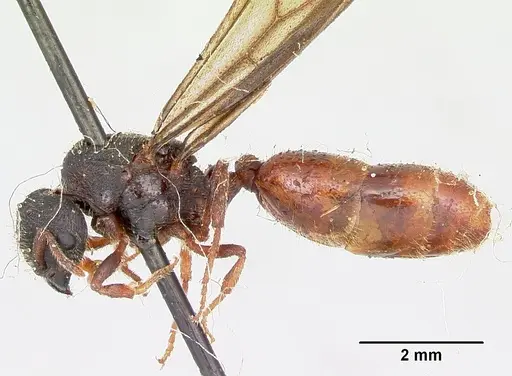 Carebara langi - CASENT0103521