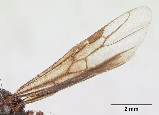 Carebara langi - CASENT0103521