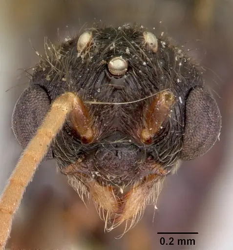 Carebara langi - CASENT0103522