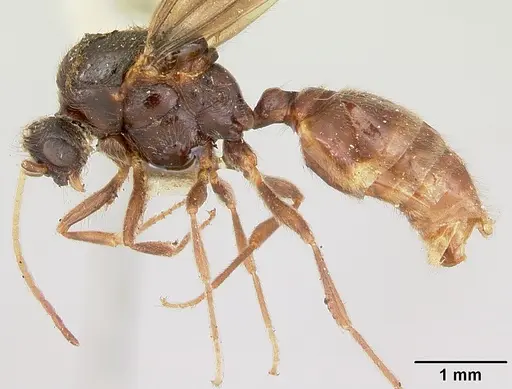 Carebara langi - CASENT0103522