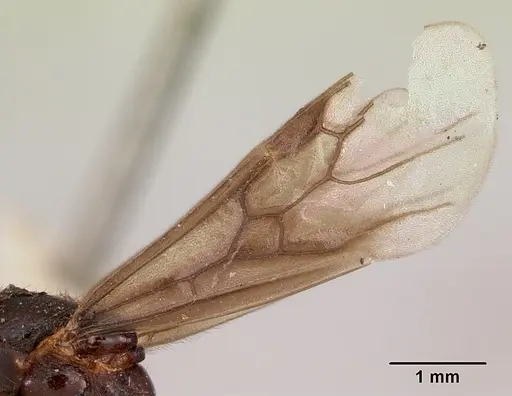 Carebara langi - CASENT0103522