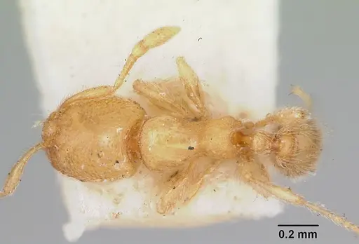 Carebara langi - CASENT0103523