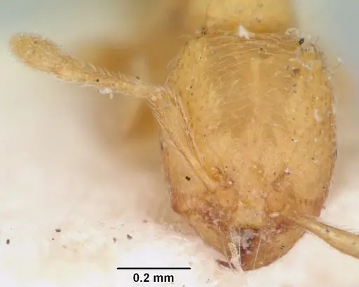 Carebara langi - CASENT0103523