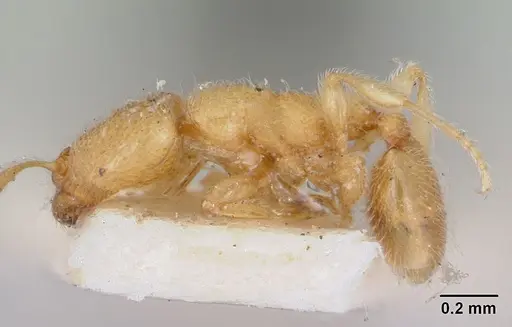 Carebara langi - CASENT0103523