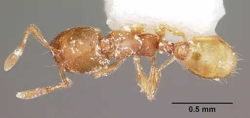 Carebara langi - CASENT0104651