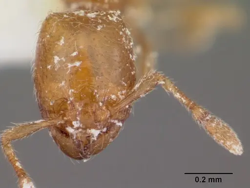 Carebara langi - CASENT0104651