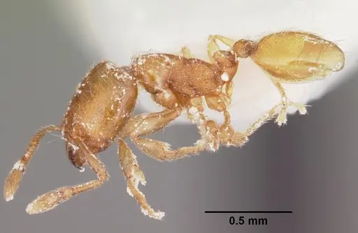 Carebara langi - CASENT0104651