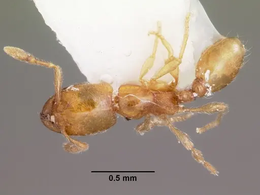 Carebara langi - CASENT0104652