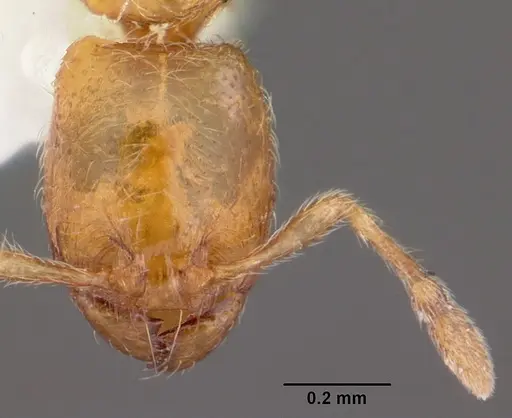 Carebara langi - CASENT0104652