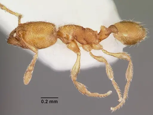 Carebara langi - CASENT0104652