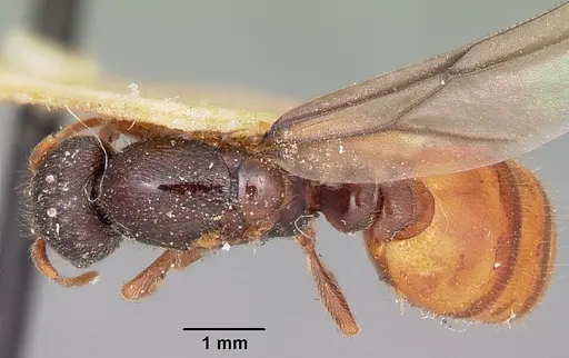 Carebara langi - CASENT0104659