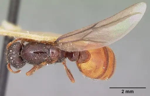 Carebara langi - CASENT0104659