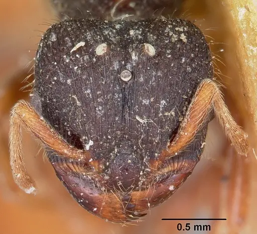 Carebara langi - CASENT0104659