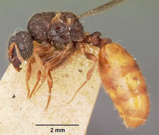 Carebara langi - CASENT0104659