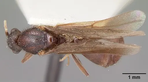 Carebara langi - CASENT0104660