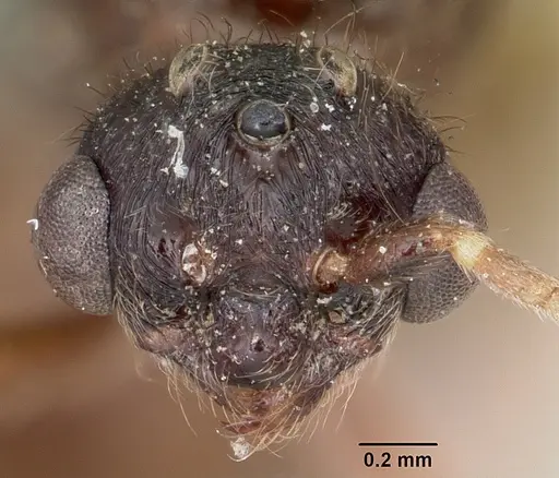 Carebara langi - CASENT0104660