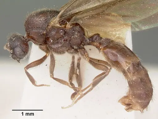 Carebara langi - CASENT0104660