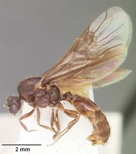 Carebara langi - CASENT0104660