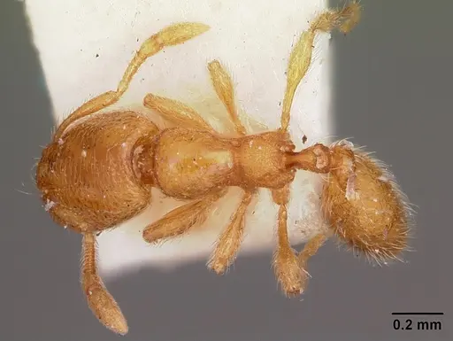 Carebara langi - CASENT0104661