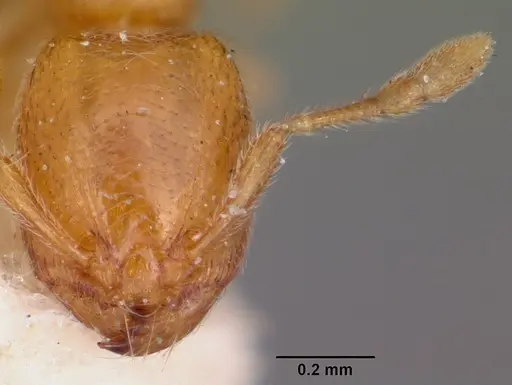 Carebara langi - CASENT0104661