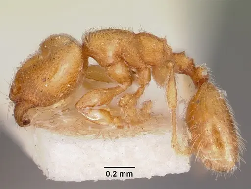 Carebara langi - CASENT0104661