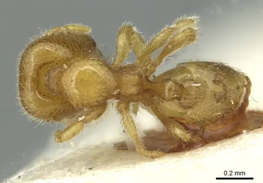 Carebara latro specimen