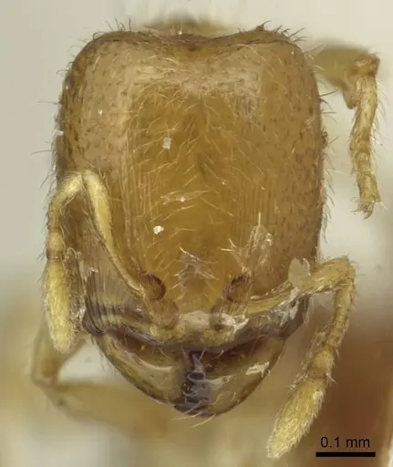 Carebara latro specimen