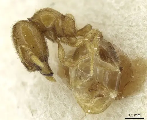 Carebara latro specimen