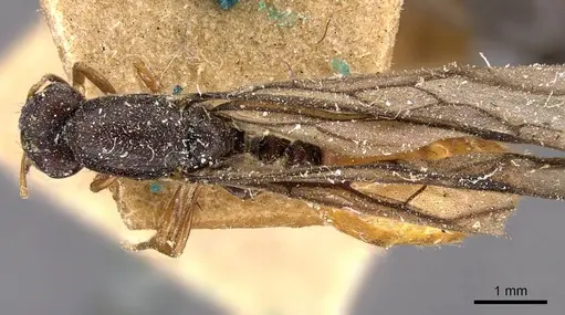 Carebara leei specimen