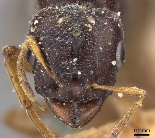 Carebara leei specimen