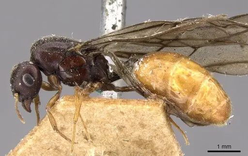 Carebara leei specimen