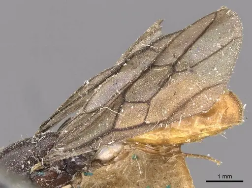 Carebara leei - CASENT0908907