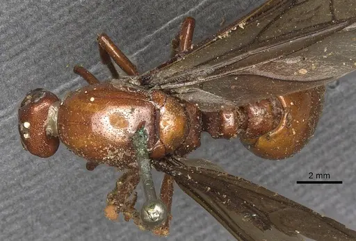 Carebara lignata specimen