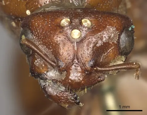 Carebara lignata specimen