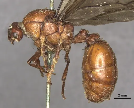 Carebara lignata specimen