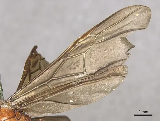 Carebara lignata - CASENT0901965