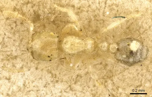 Carebara lignata - CASENT0902404