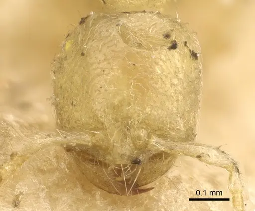 Carebara lignata - CASENT0902404