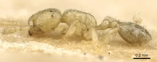 Carebara lignata - CASENT0902404