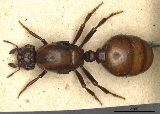 Carebara lignata - CASENT0902405