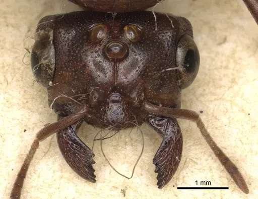 Carebara lignata - CASENT0902405