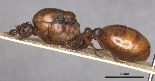 Carebara lignata - CASENT0902405