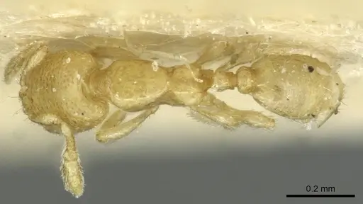 Carebara longiceps specimen