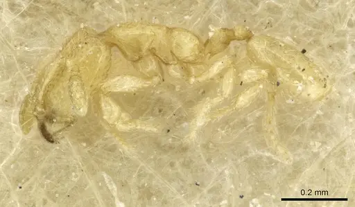 Carebara longiceps specimen